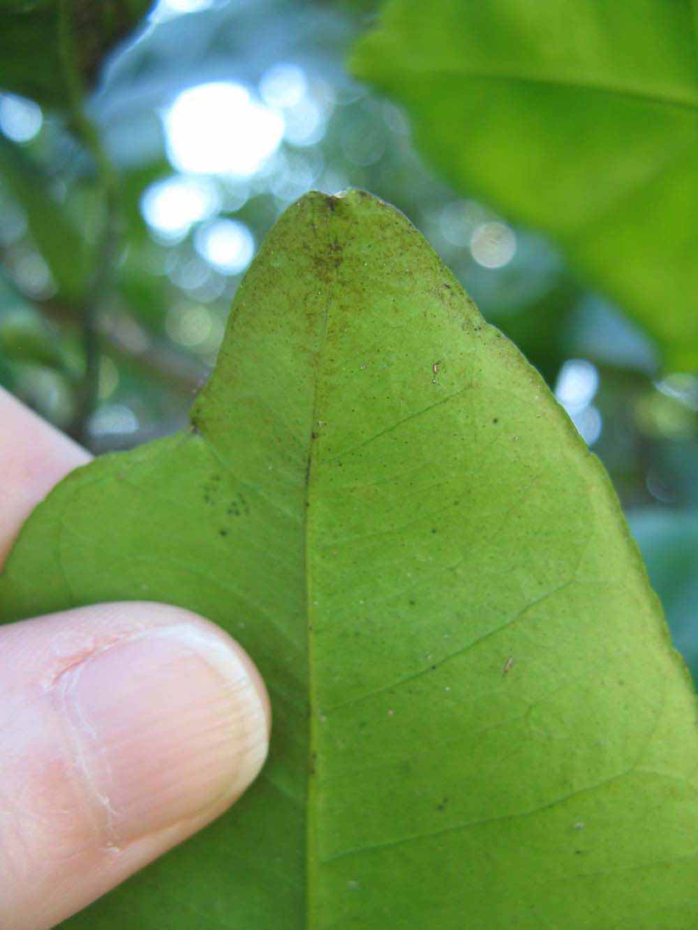              Margin (Winter Haven, FL)       